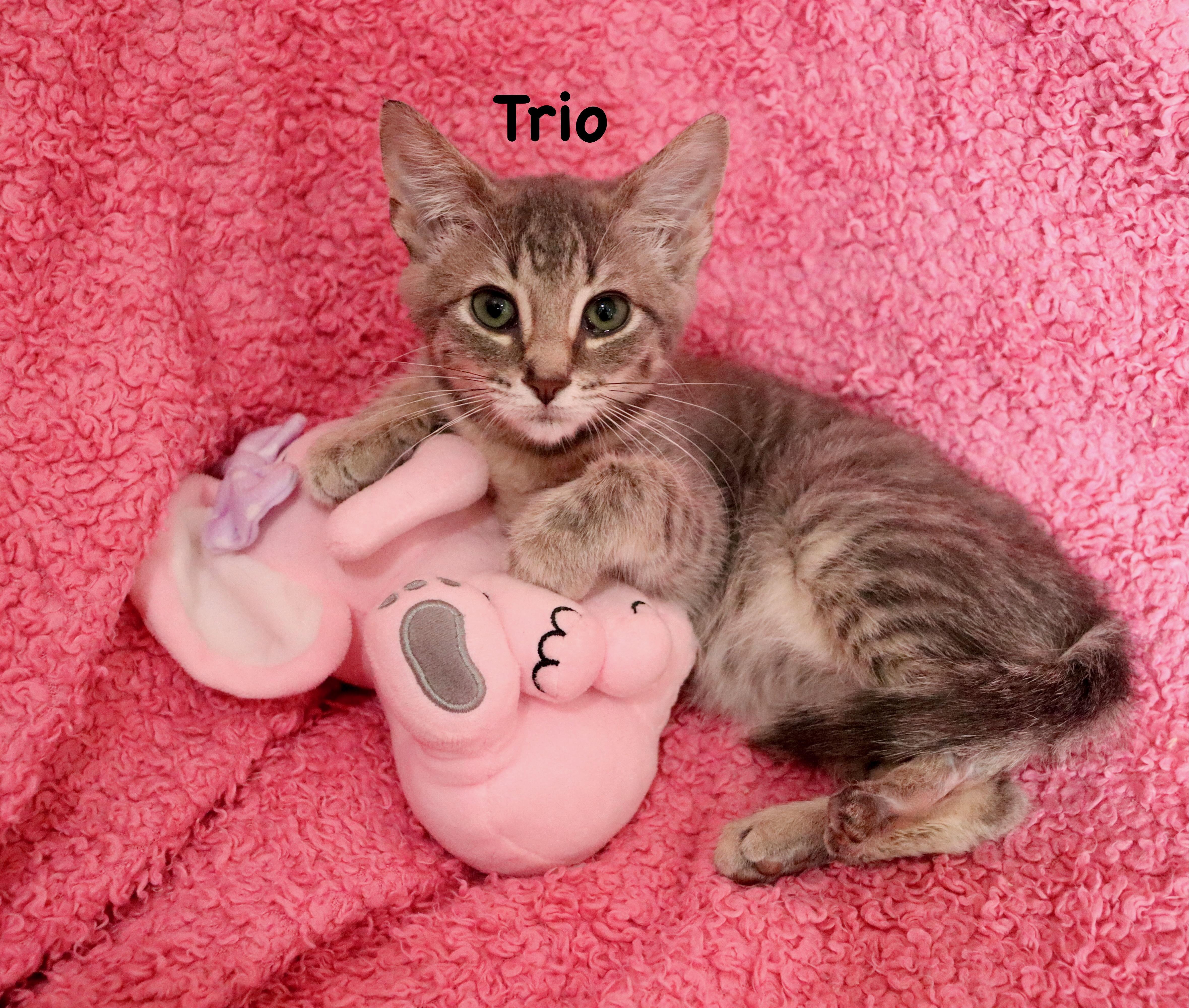 Trio thumbnail 4