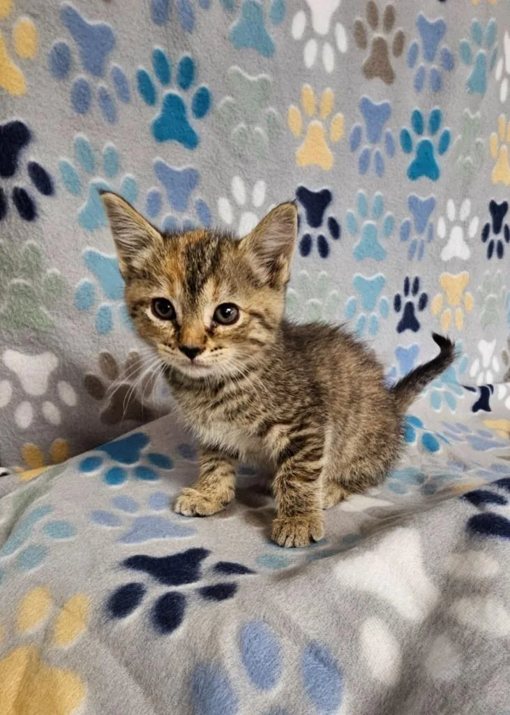 A baby medium-sized female Domestic Short Hair cat named Bonnie for adoption in Wabash, IN