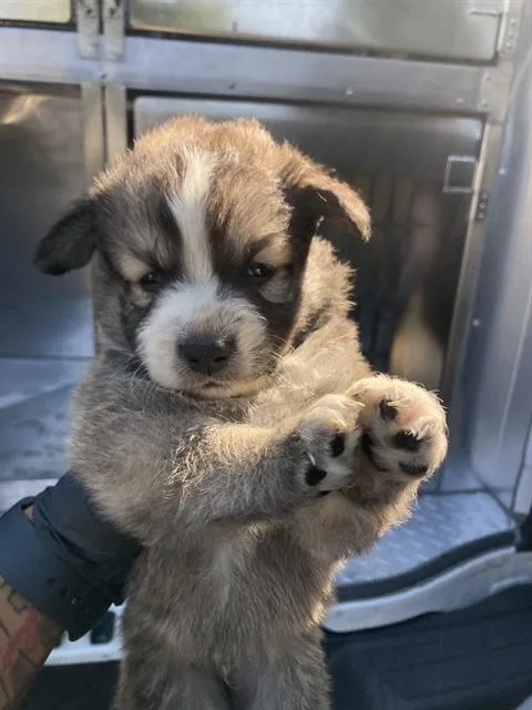 A baby large-sized male Mixed Breed dog named Chucky for adoption in Dallas, TX