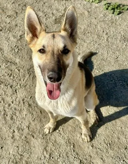 An adult large-sized male Shepherd dog named Harmony Bear for adoption in Visalia, CA