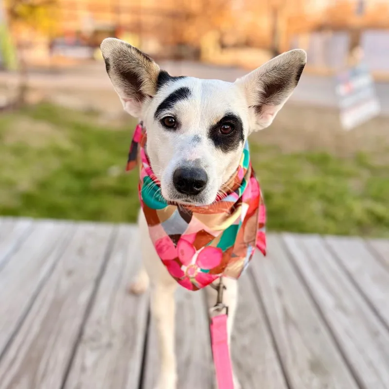 Cindy Lou thumbnail 2