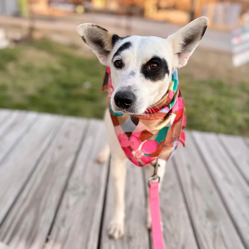 Cindy Lou thumbnail 3