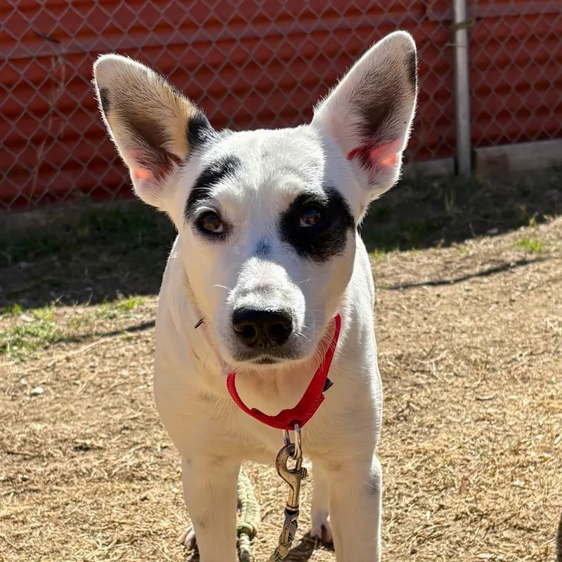 A young medium-sized female White / Cream Hound dog named Cindy Lou for adoption in Austin, TX