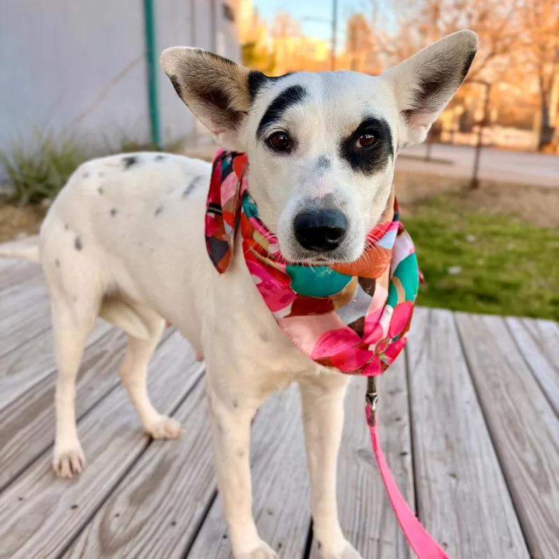 Cindy Lou thumbnail 4