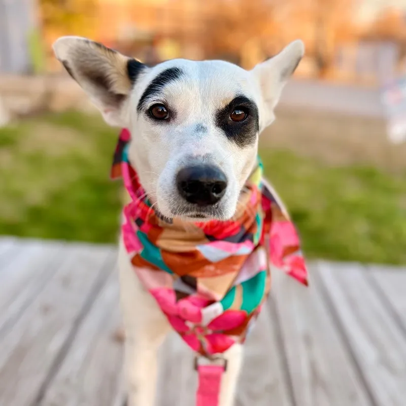 Cindy Lou thumbnail 5