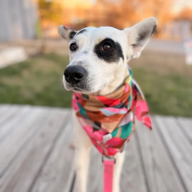 Cindy Lou thumbnail 6