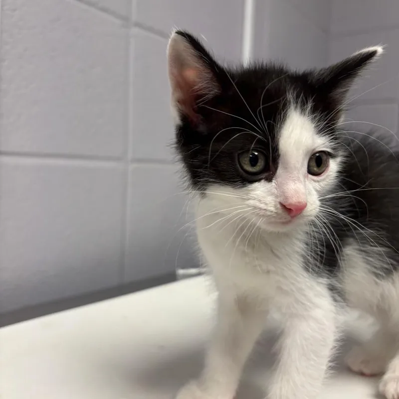 A baby small-sized male Black Domestic Short Hair cat named Mob for adoption in South Elgin, IL