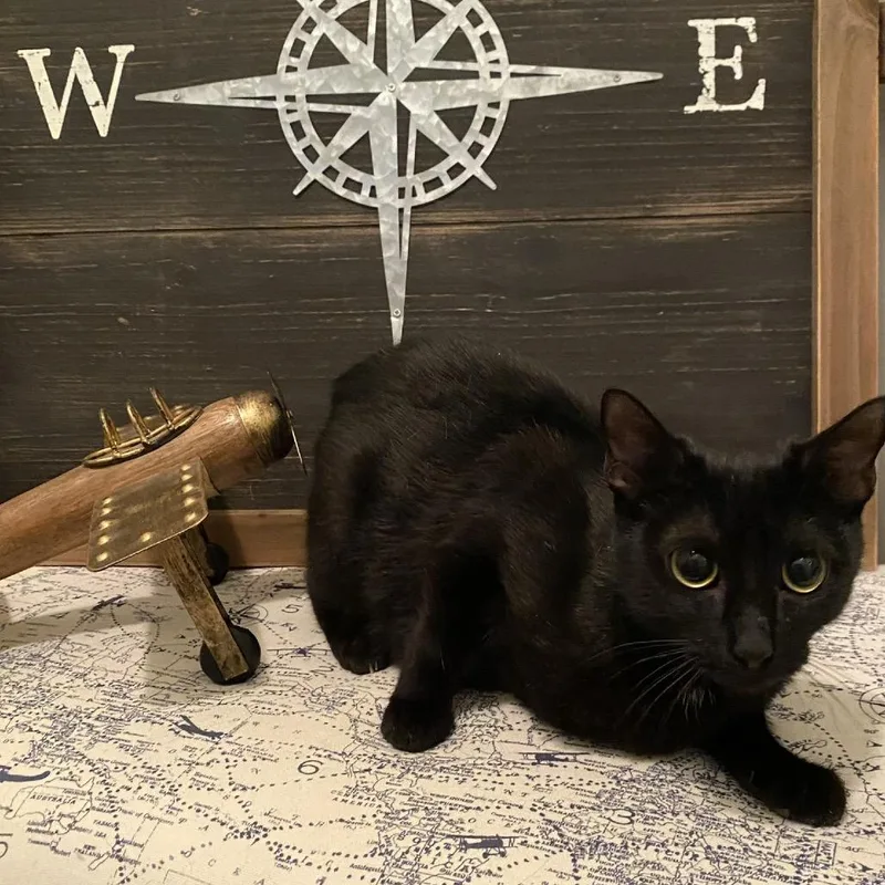 A young small-sized female Black Domestic Short Hair cat named Quest for adoption in Brownsboro, AL