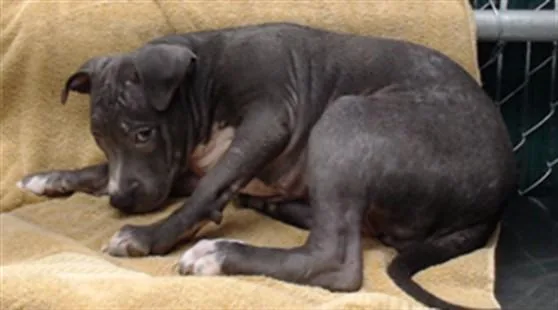 A baby medium-sized female Pit Bull Terrier dog named Panini for adoption in Downey, CA