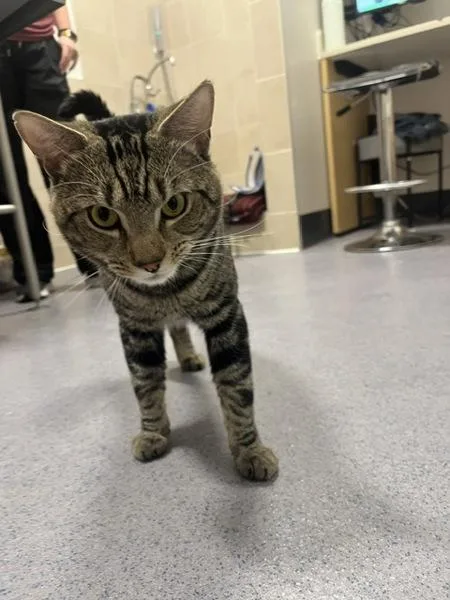 A young small-sized male Domestic Short Hair cat named Ricardo for adoption in Stratham, NH
