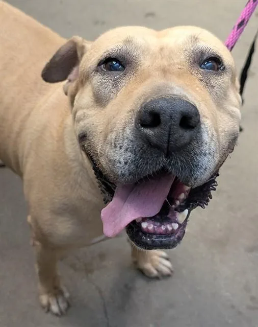 An adult large-sized female Pit Bull Terrier dog named Megara for adoption in Tucson, AZ