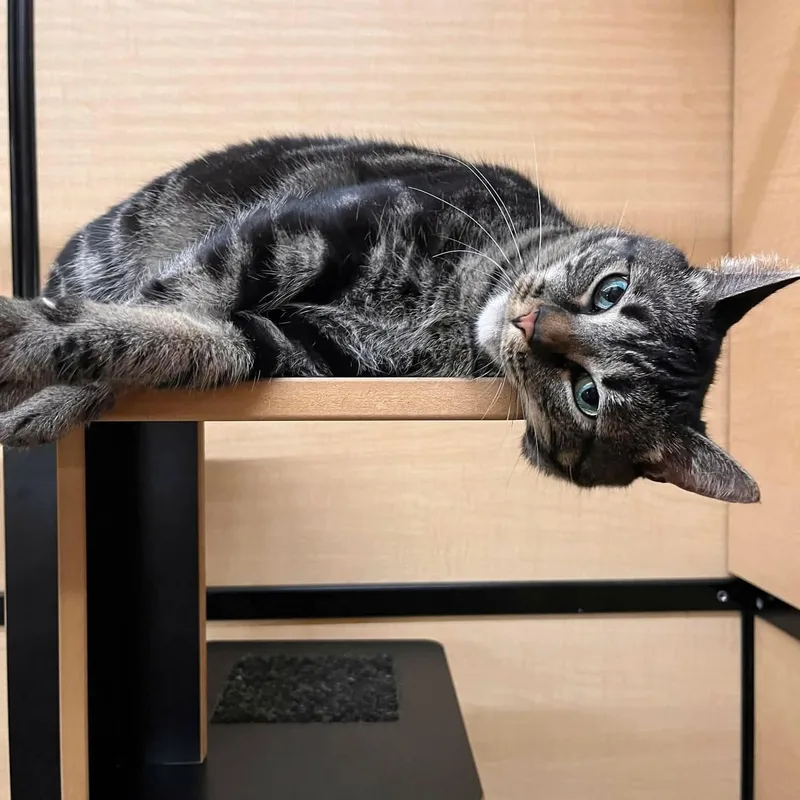 Timmy Girl thumbnail 2