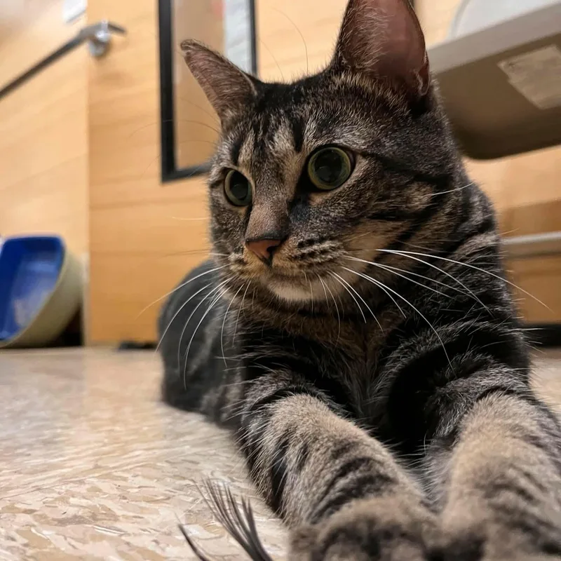 Timmy Girl thumbnail 3