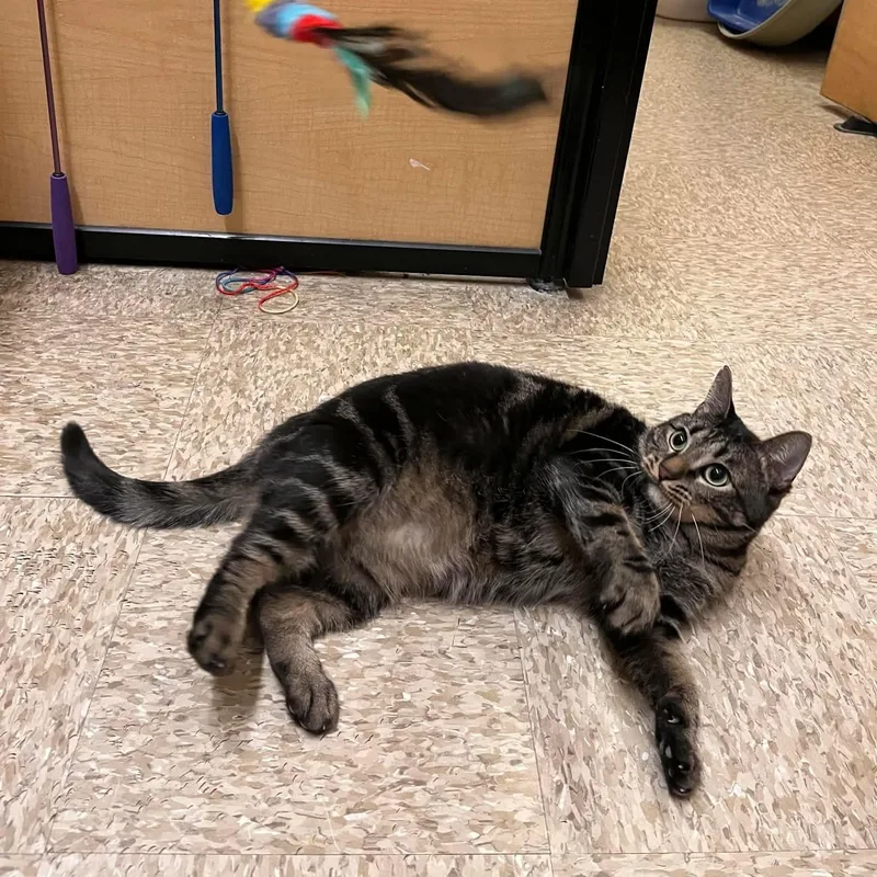 Timmy Girl thumbnail 4