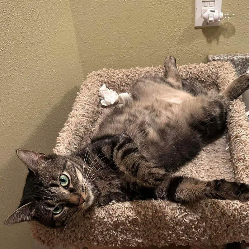 Timmy Girl thumbnail 5