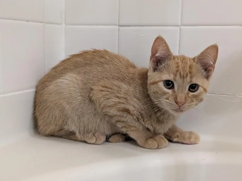 A baby small-sized male Tabby (Orange / Red) Domestic Short Hair cat named Alonzo for adoption in Walla Walla, WA