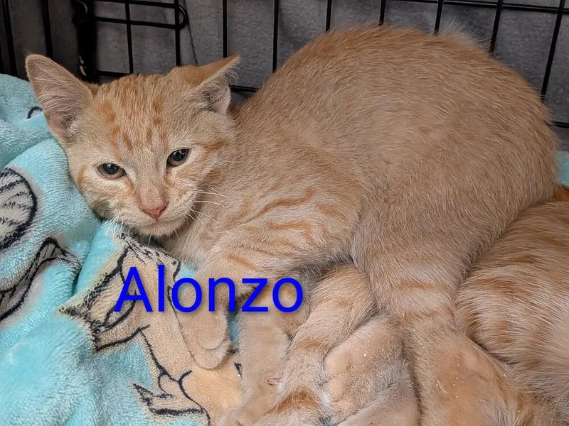 Alonzo thumbnail 2