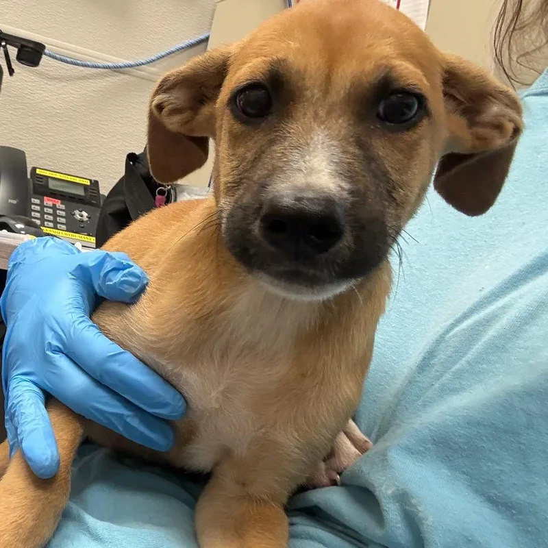 A baby medium-sized male Yellow / Tan / Blond / Fawn Mixed Breed dog named Bass for adoption in Columbiana, AL