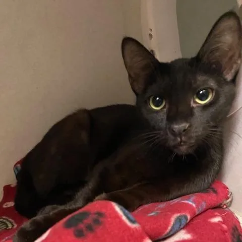 An adult medium-sized female Black Domestic Short Hair cat named Yellow Submarine for adoption in Dayton, OH