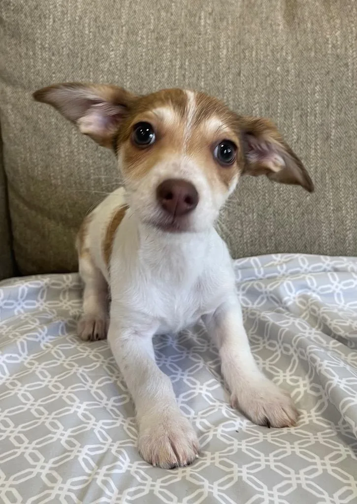 A baby small-sized male Mixed Breed dog named Landon for adoption in Thousand Oaks, CA