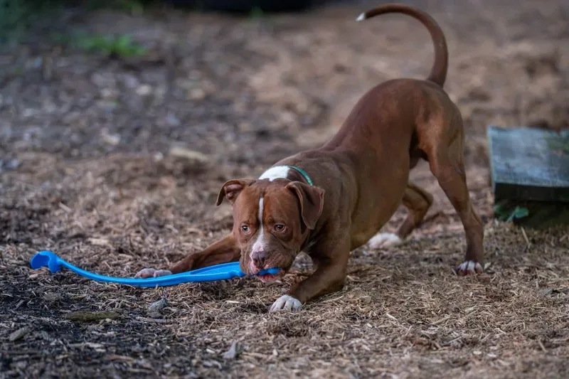 An adult large-sized male Pit Bull Terrier dog named Chief for adoption in Dillsburg, PA