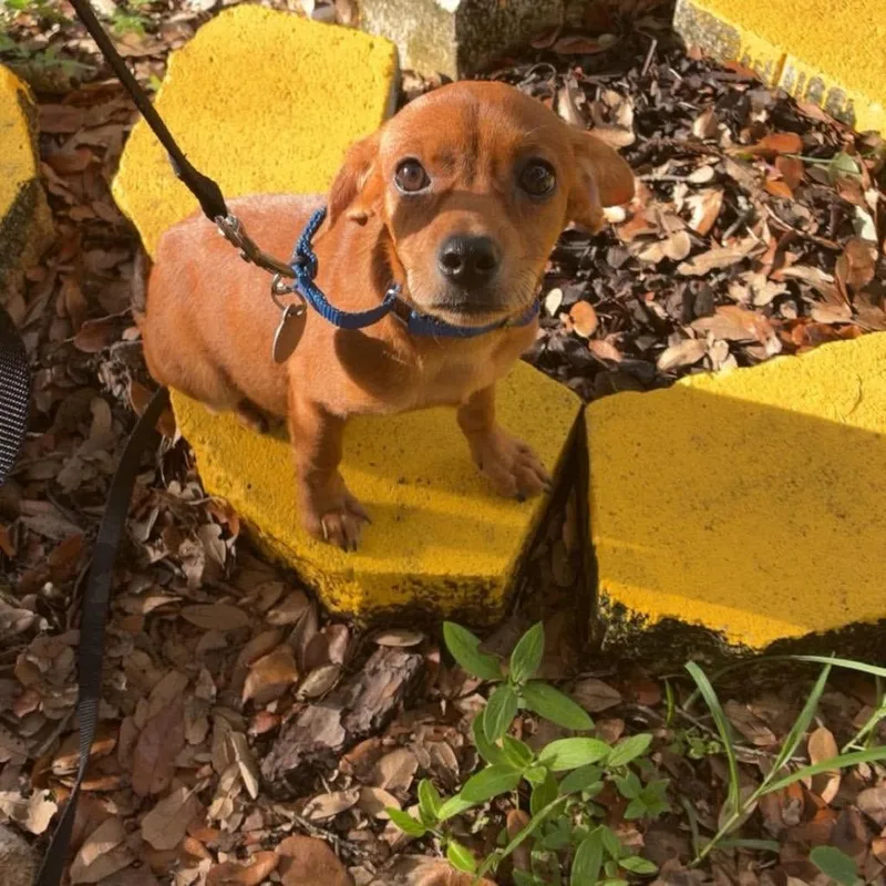 A baby small-sized female Yellow / Tan / Blond / Fawn Chihuahua dog named Charli for adoption in Seminole, FL