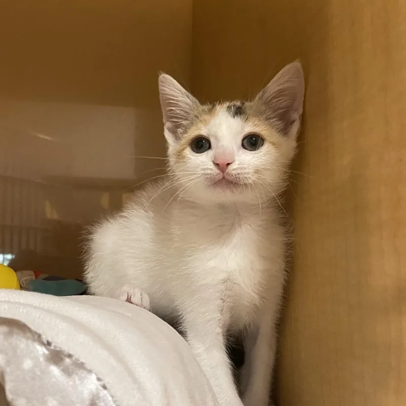 A baby small-sized female Domestic Short Hair cat named Grass for adoption in Washington Township, OH