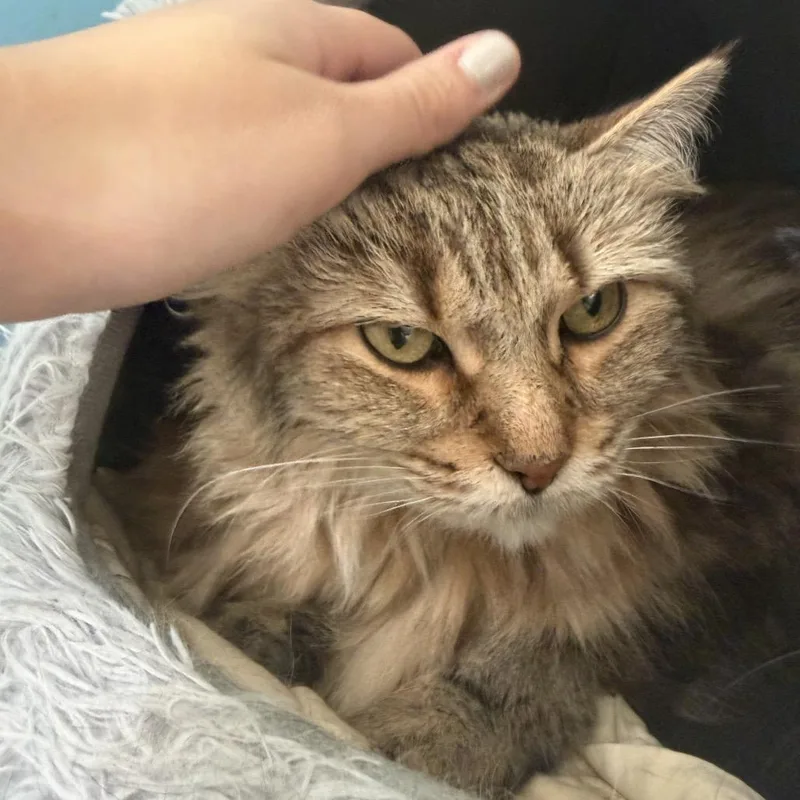A senior large-sized female Brown / Chocolate Domestic Long Hair cat named Harley Quinn for adoption in Hamburg, NY