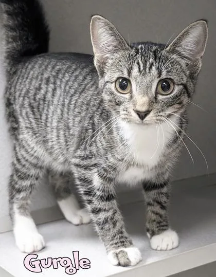 A baby small-sized male Domestic Short Hair cat named Gurgle for adoption in Mason, MI
