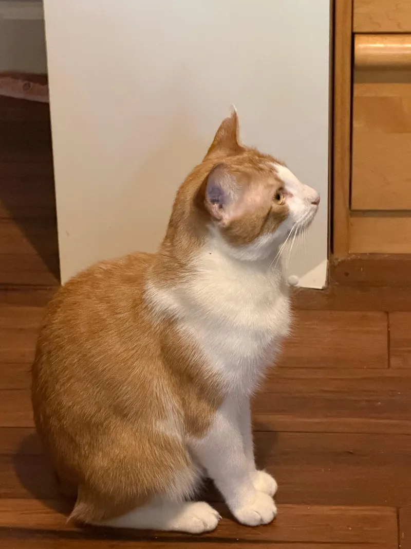 An adult medium-sized male Domestic Short Hair cat named Rhubarb for adoption in Easley, SC