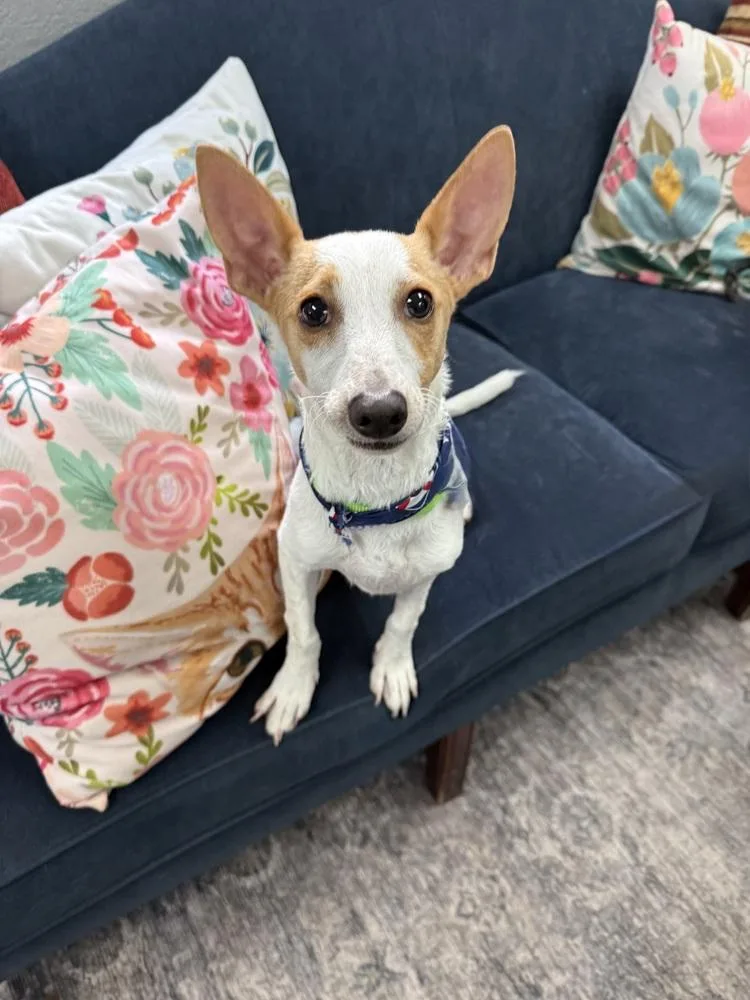 A young small-sized male White / Cream Terrier dog named Chipper for adoption in San Leon, TX
