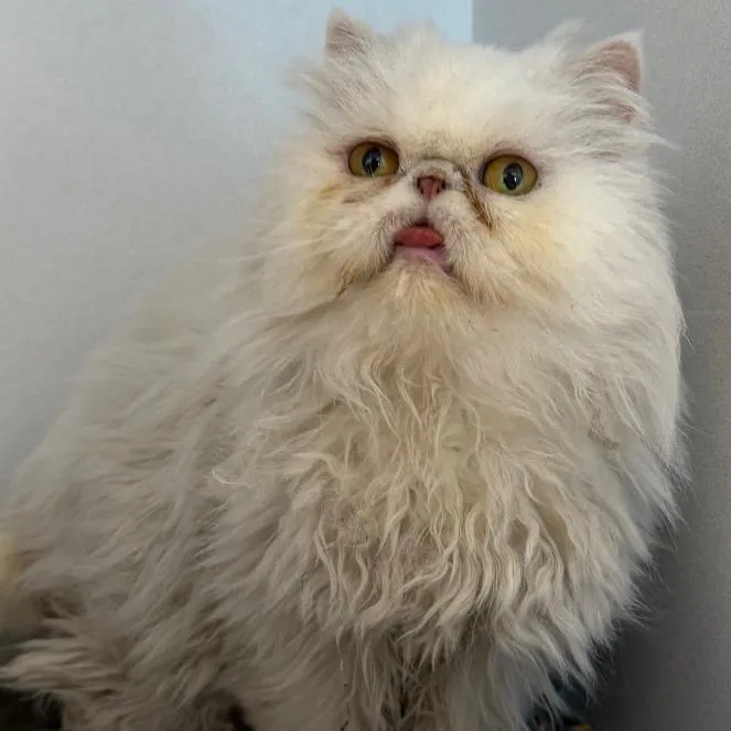 A senior medium-sized female White Persian cat named Skylar for adoption in Desert Hot Springs, CA