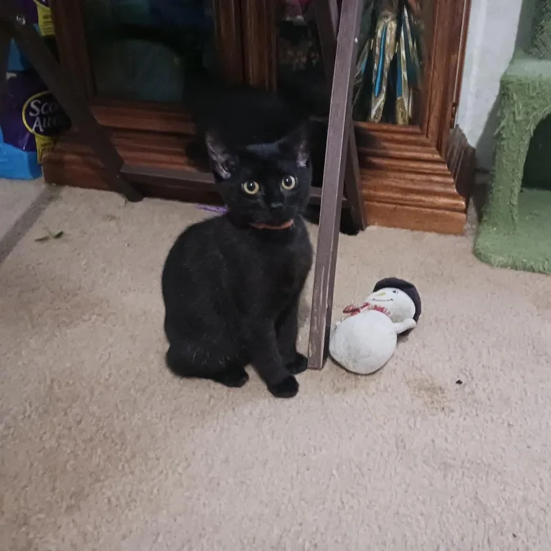 A baby small-sized male Black Domestic Short Hair cat named Soldier Boy for adoption in Inver Grove Heights, MN