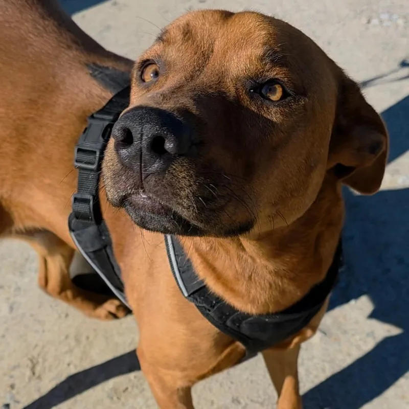 An adult medium-sized male Brown / Chocolate Rhodesian Ridgeback dog named Hunter for adoption in LOXAHATCHEE, FL