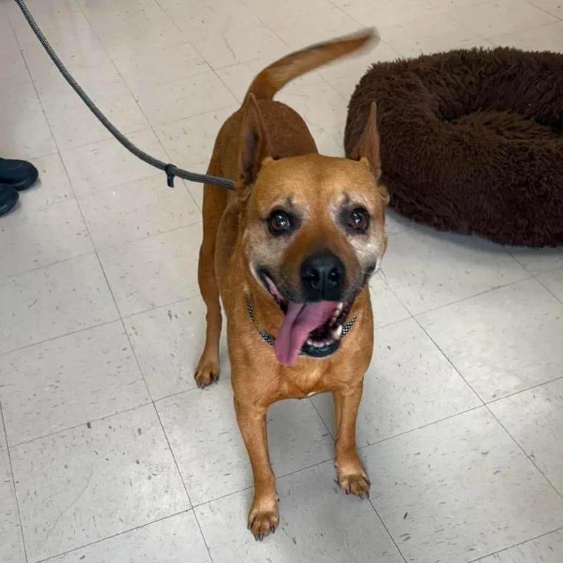 A senior large-sized male Yellow / Tan / Blond / Fawn Basenji dog named Archer for adoption in Caryville, TN