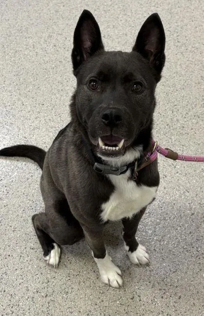 An adult medium-sized male Australian Kelpie dog named Scotty for adoption in Fishers, IN