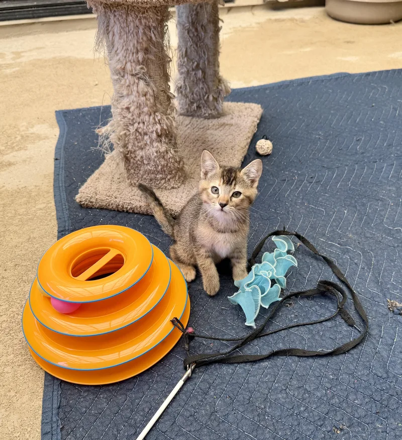 A baby medium-sized female Tabby (Brown / Chocolate) Domestic Short Hair cat named Maggie for adoption in Gilroy, CA