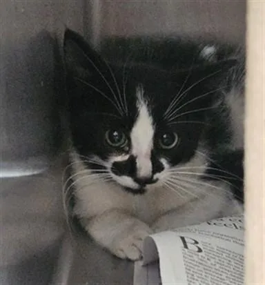 A baby small-sized female Domestic Short Hair cat named Gemini for adoption in Los Angeles, CA