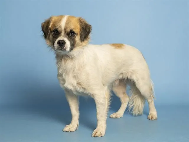 An adult small-sized male Brittany Spaniel dog named Milo for adoption in Phoenix, AZ