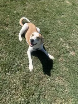 A young medium-sized female American Foxhound dog named Poppy for adoption in Siloam Springs, AR