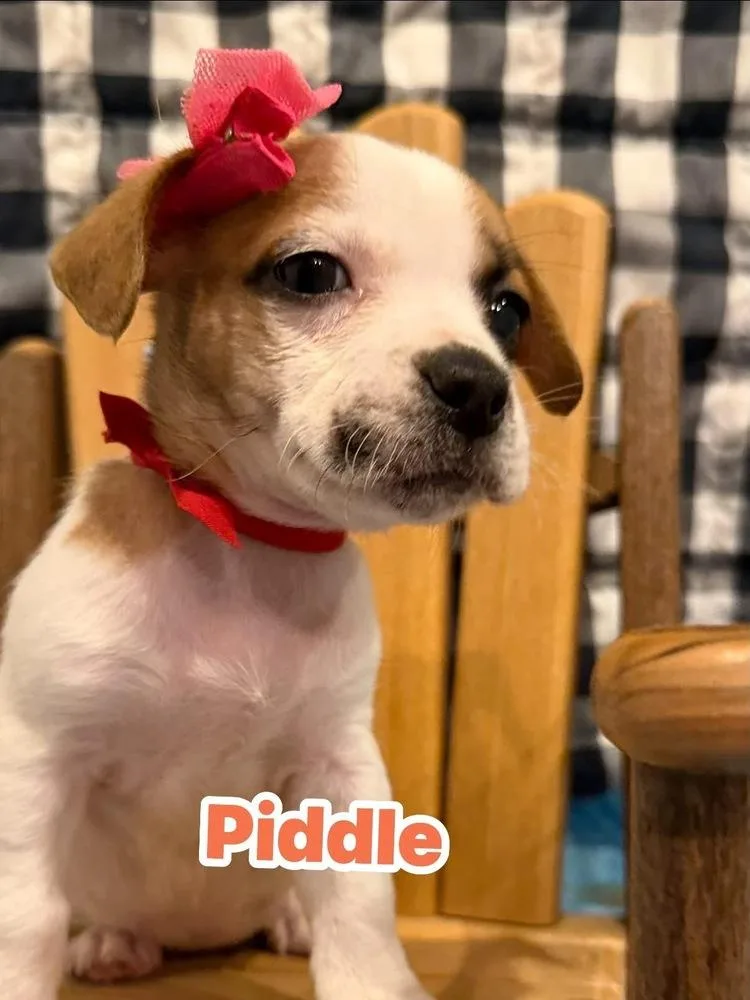 A baby small-sized female Tricolor (Brown, Black, & White) Shih Tzu dog named Piddle for adoption in Scranton, PA