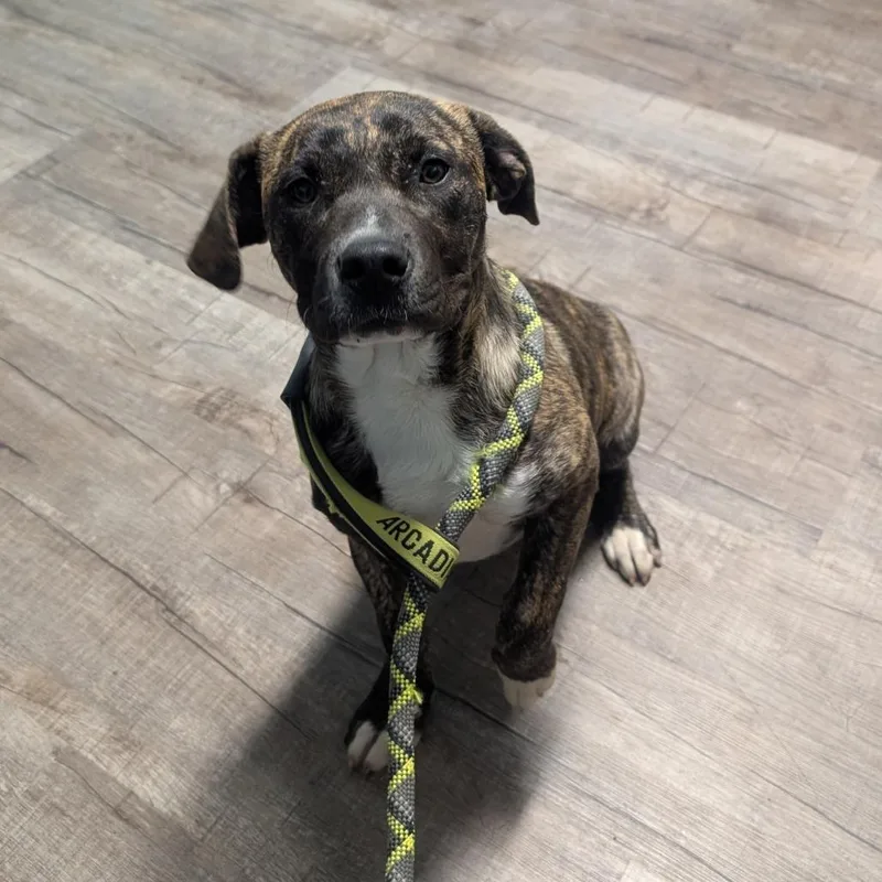 Kona