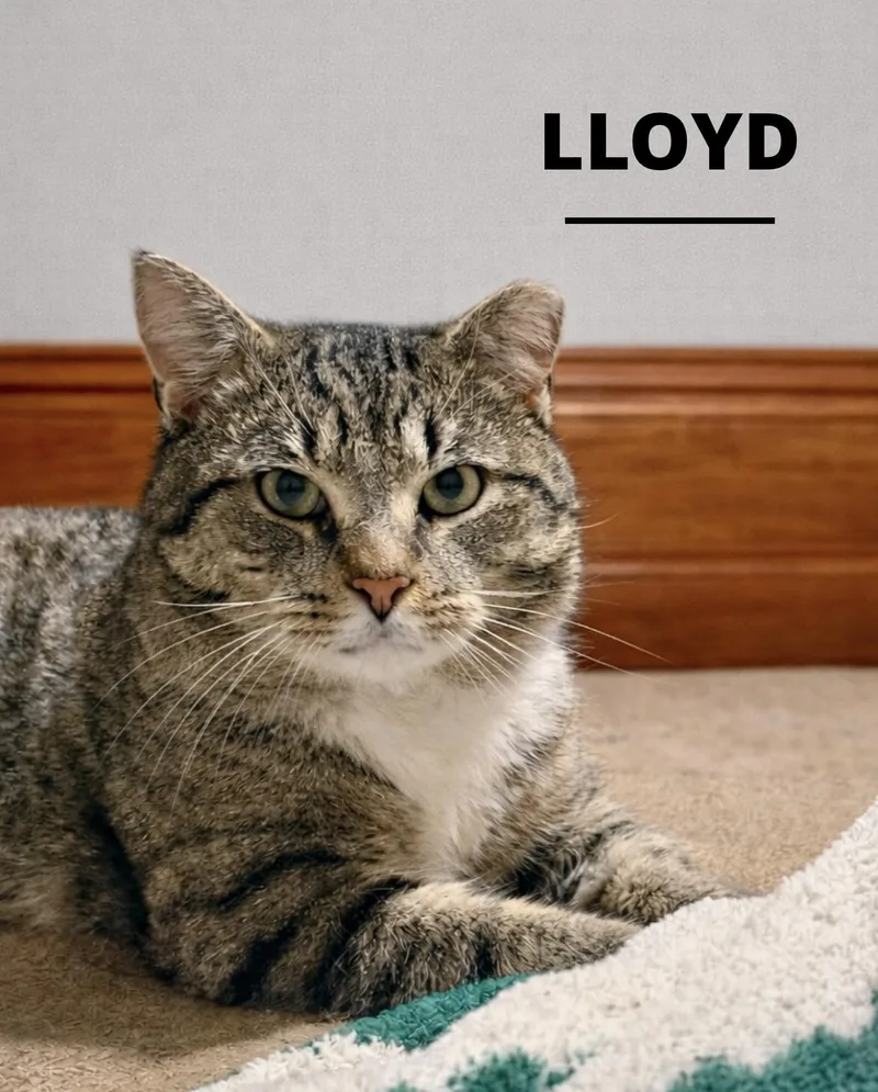 Lloyd