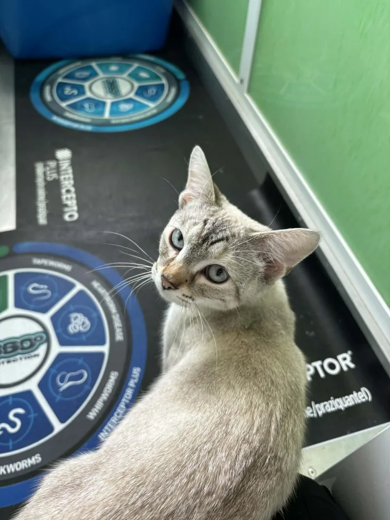 A young medium-sized female Buff / Tan / Fawn American Shorthair cat named Polar for adoption in Barboursville, WV