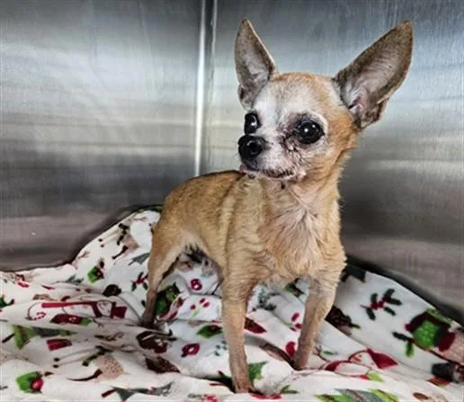 A senior medium-sized male Chihuahua dog named Rambo for adoption in Los Angeles, CA
