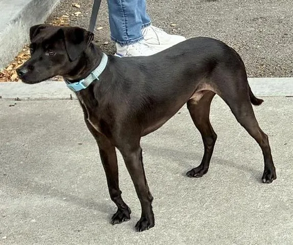 A young small-sized male Italian Greyhound dog named Lark for adoption in San Martin, CA