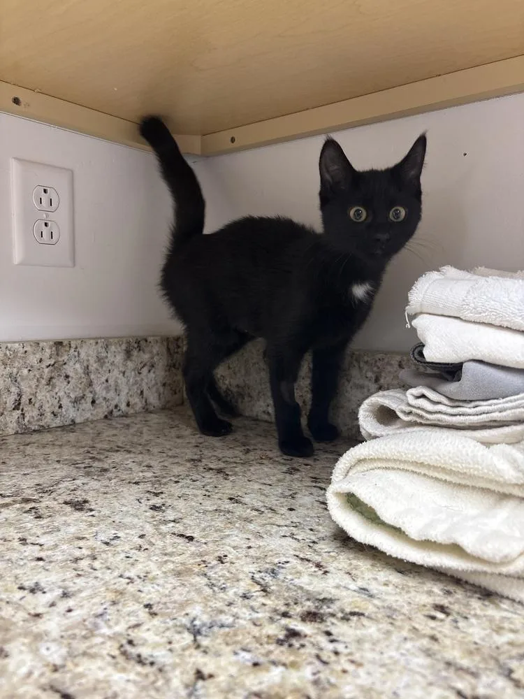A baby small-sized female Domestic Medium Hair cat named Victoria for adoption in Salmon, ID