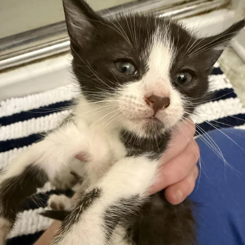 A baby small-sized male White Domestic Short Hair cat named Star for adoption in Atlanta, GA