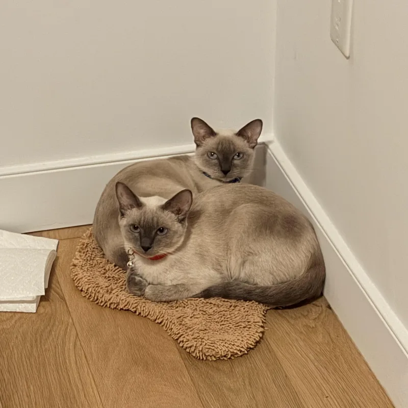 Hershey and Galaxy