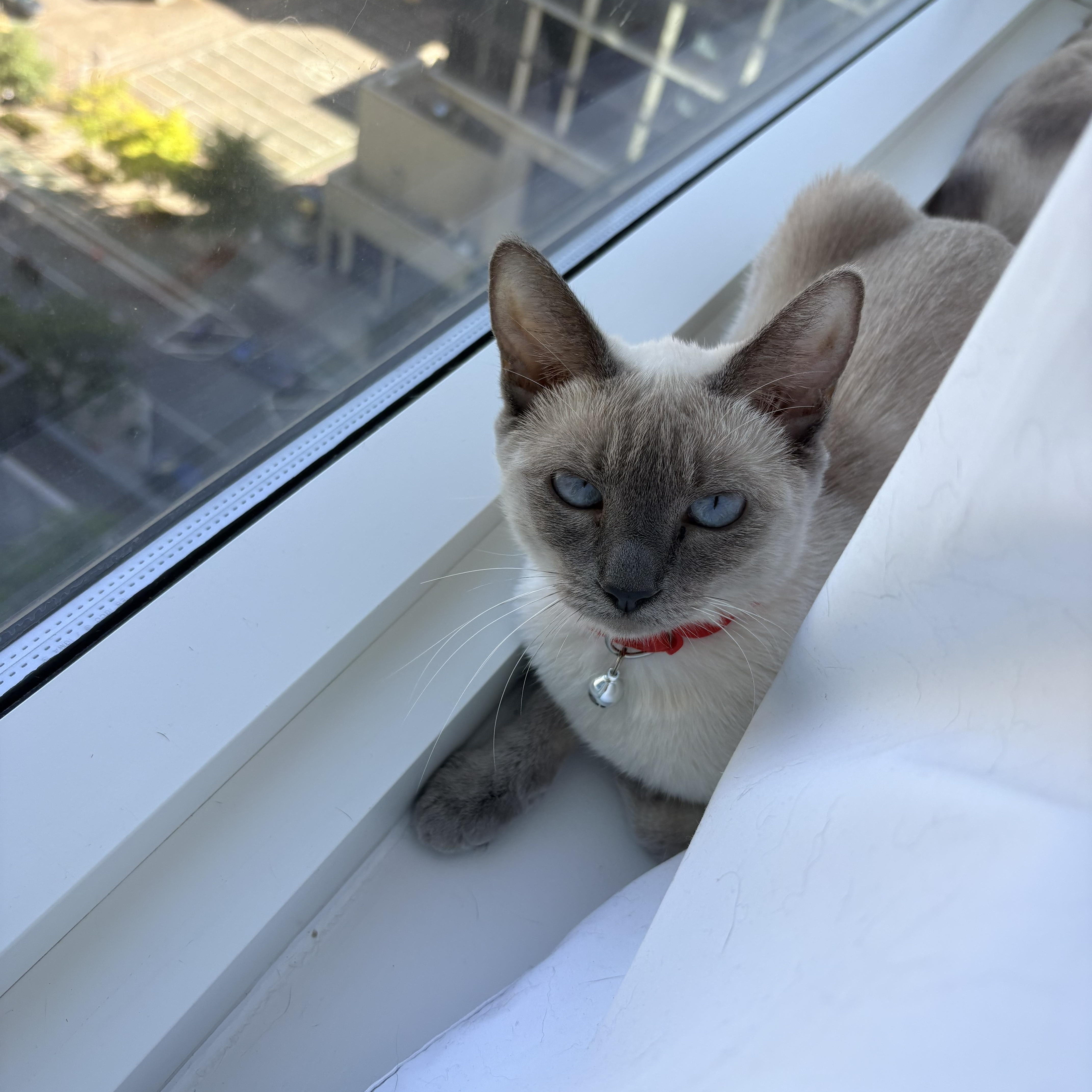 Hershey and Galaxy thumbnail 2